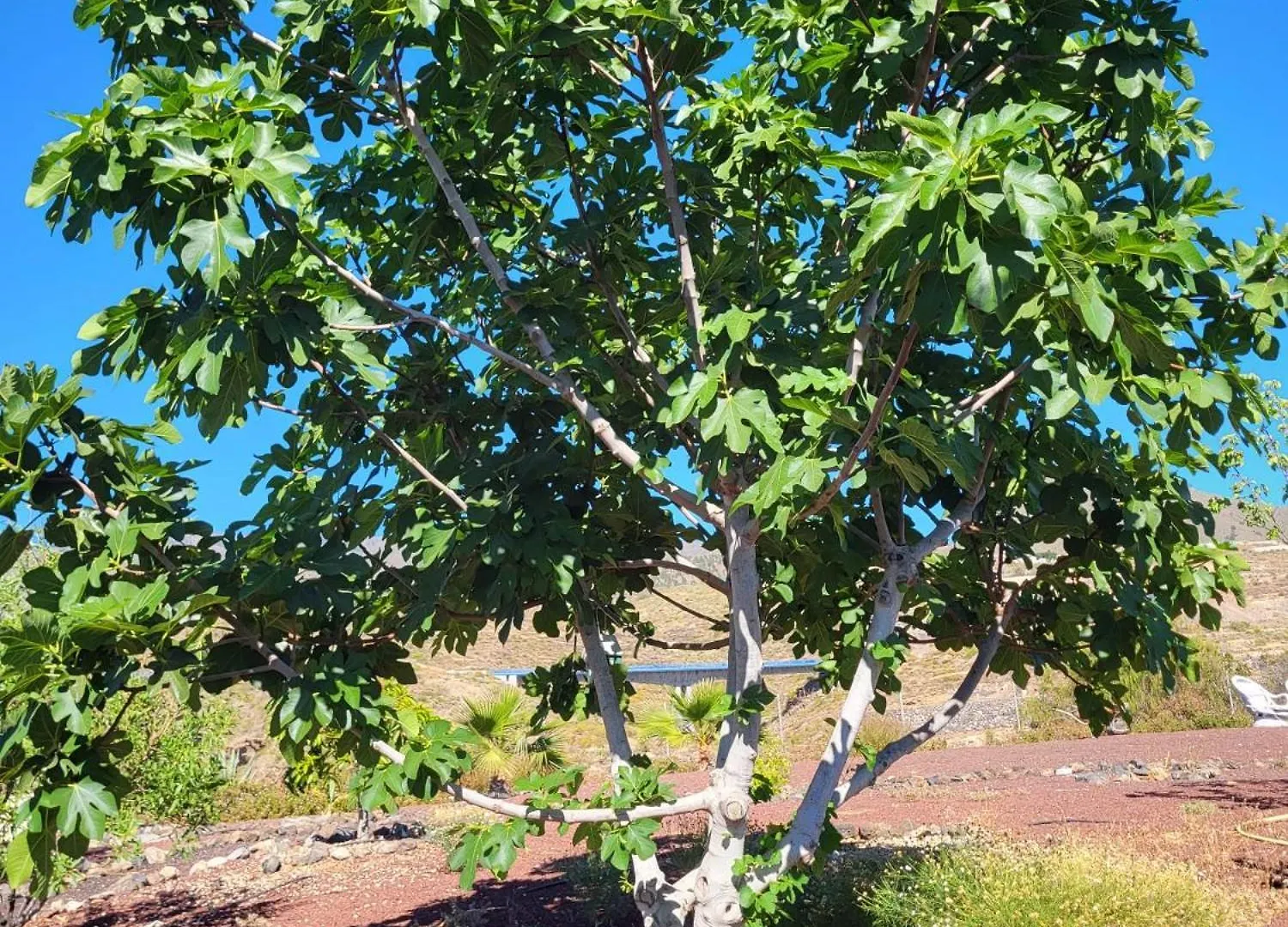 度假居 Finca Arcoiris Tenerife Vv 吉亚德索拉